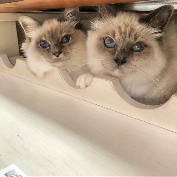 MEET THE POSHER - Picture 8 of 16